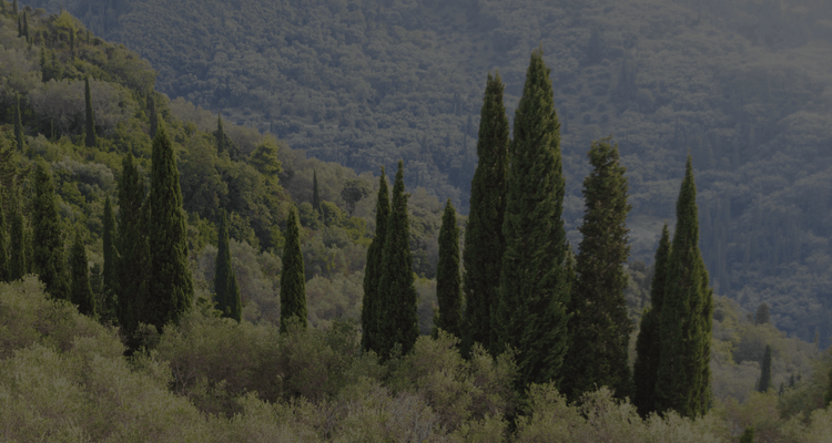 How IN2SOLUTION Uses Scylla AI to Protect Greece's Forests