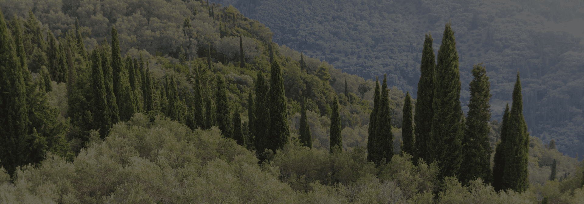 How IN2SOLUTION Uses Scylla AI to Protect Greece's Forests